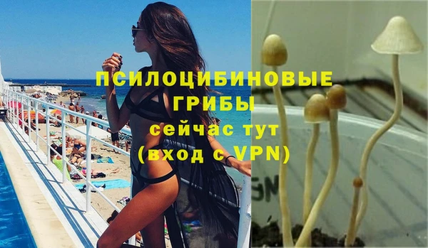 шишки Елизово